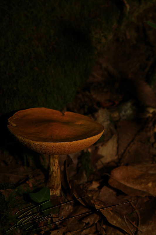 macro nature champignon champi sous bois jaune orange large chapeau