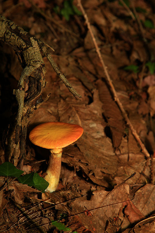 macro nature champignon champi sous bois jaune orange large chapeau