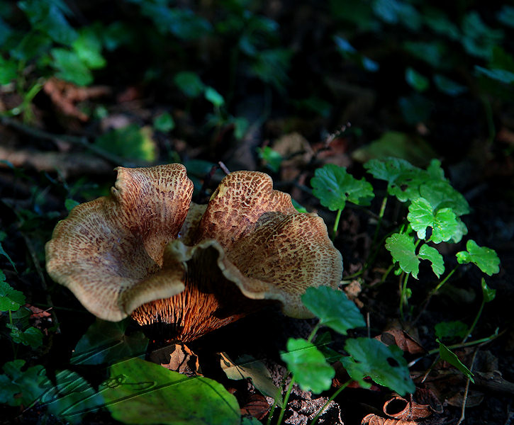 macro nature champignon champi sous bois grand large couronne corole brun ondulé
