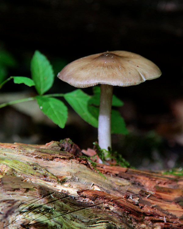 macro nature champignon champi sous bois beige blanc fin
