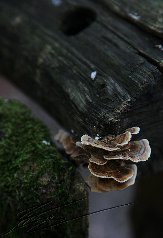 macro nature champignon champi sous bois beige brun blanc fin soucoupe assiette tronc