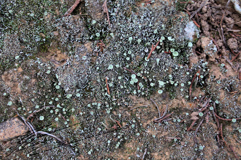 fleur lichen nature 