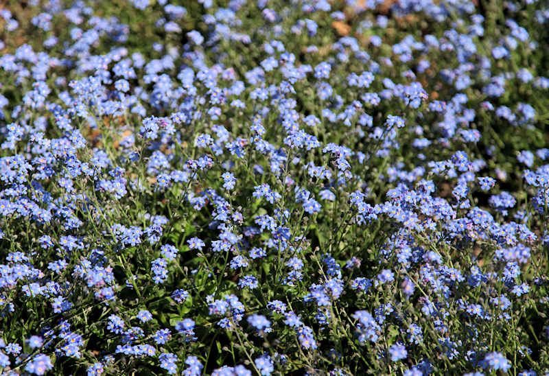 fleur bleu myosotis champs