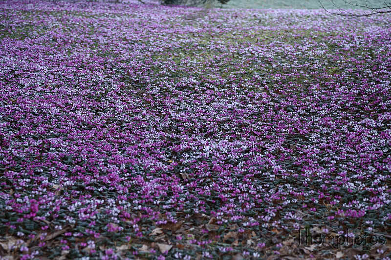nature champs fleurs flower rose violet pink douceur sweetness