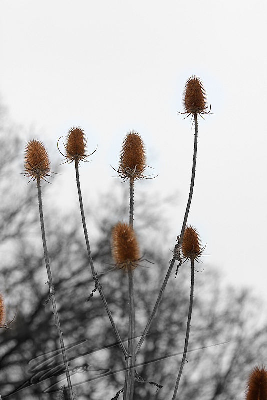 macro nature hiver printemps chardons bruns désaturation partielle noir et blanc