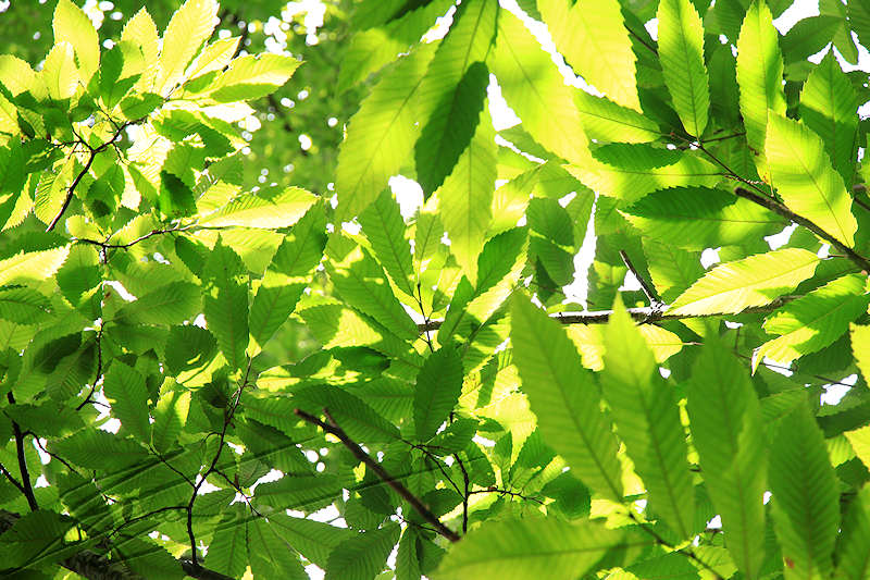 macro nature arbre chataîgne chataîgner feuilles transparence soleil rayon