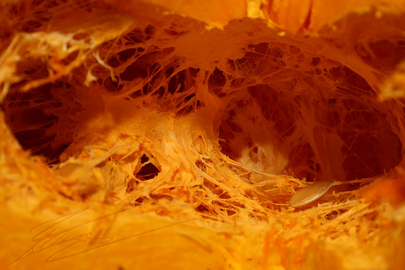 macro nature citrouille jack o lantern potiron intérieur inside hardcore orange