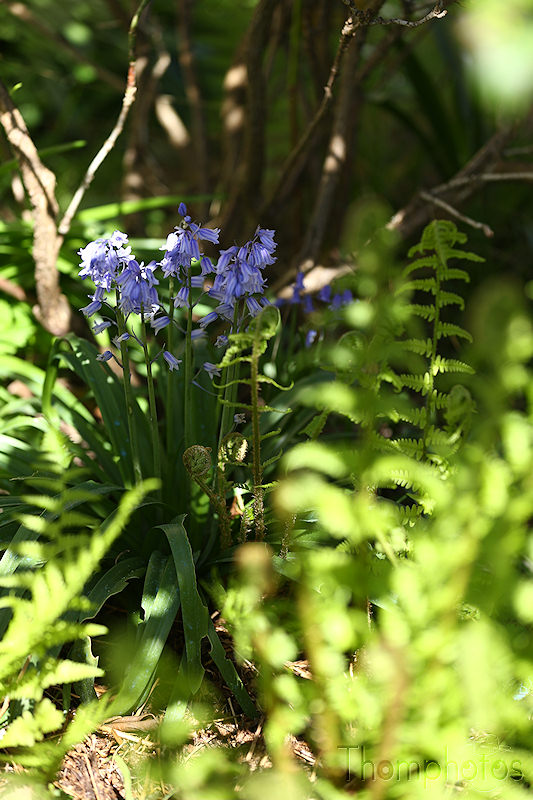 nature fleur flower clochette bell mauve violette herbe grass green vert