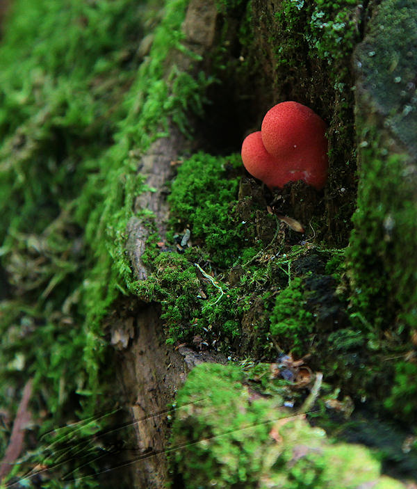 macro nature champignon champi sous bois brun rouge coeur orange petit mignon