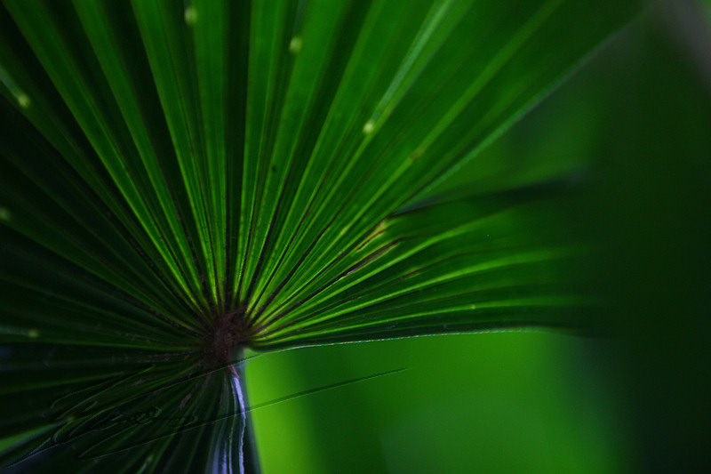 macro nature printemps été summer forêt palmier fougère coeur vert green core