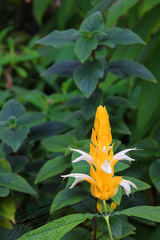 macro nature hiver printemps fleur exotiques tropicales jardin botanique genève serre cône jaune et blanc