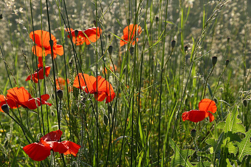 nature fleurs flower sauvage wild été summer soleil sun coquelicot rouge red champ blé wheat