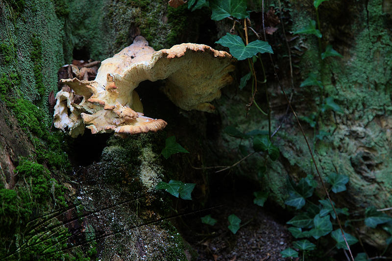 macro nature champignon champi sous bois beige blanc grand tronc ondulé assiette soucoupe
