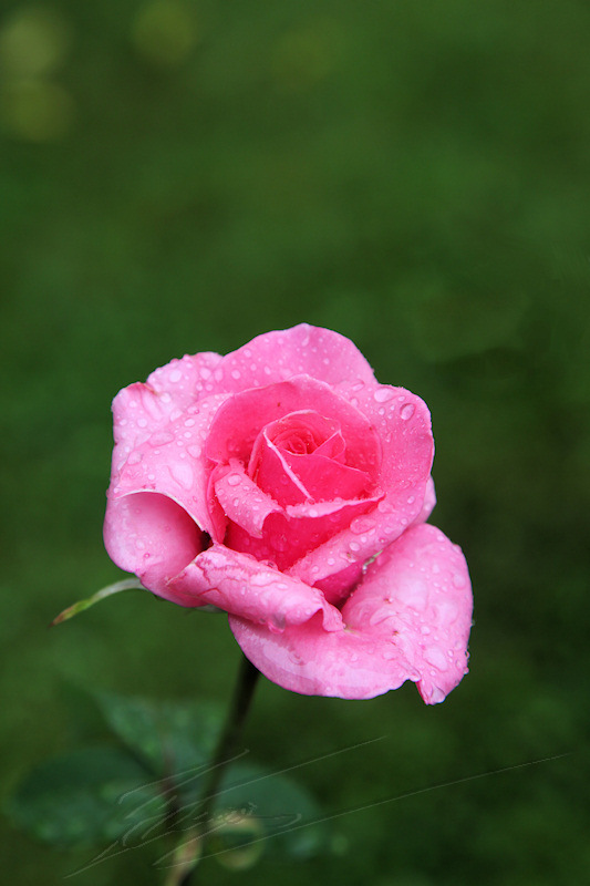 fleur nature rose perle d'eau