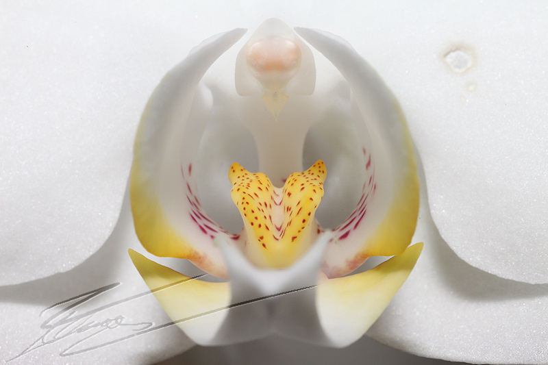 Douceur blanche nature orchidée blanche macro