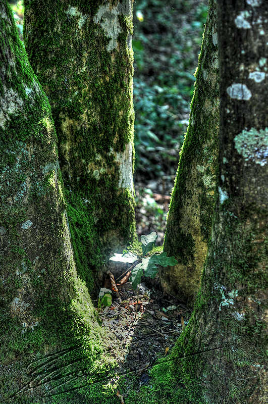 macro nature sous bois tronc 4 parties creux jeune pousse chêne arbre hdr high dynamique range