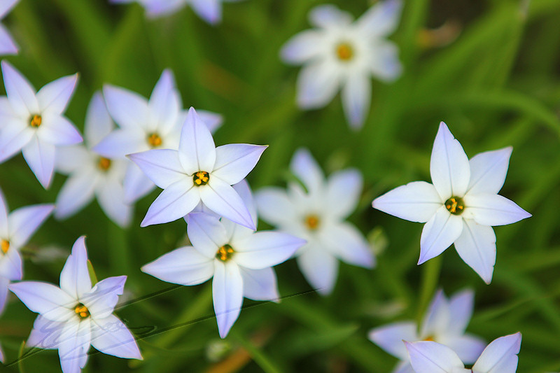 macro nature printemps été summer flower fleur campagne blanche bleue jardin