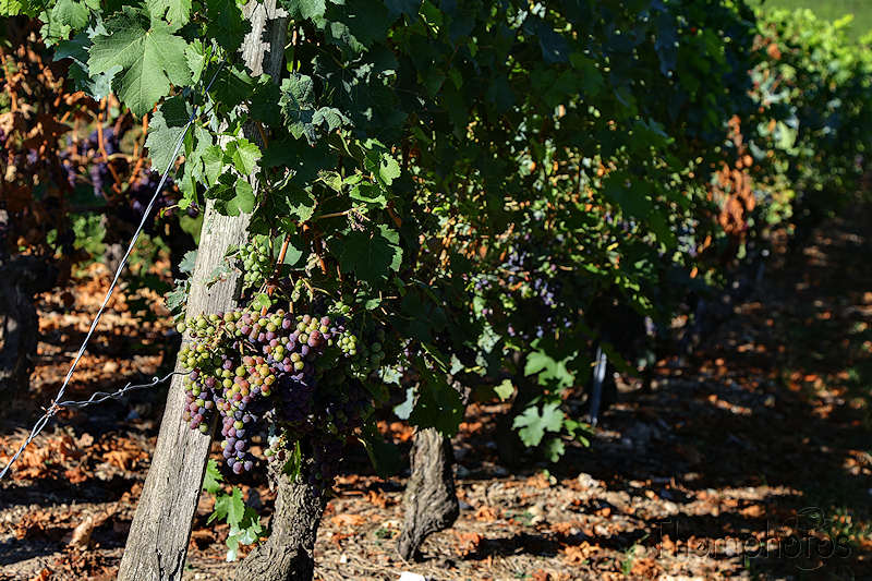 nature fête festival vin raisin wine vendanges russin genève suisse swiss quality campagne vigne dyonisos