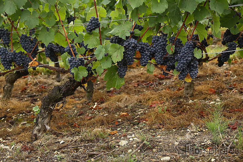 nature fête festival vin raisin wine vendanges russin genève suisse swiss quality campagne vigne dyonisos grape grapefruit