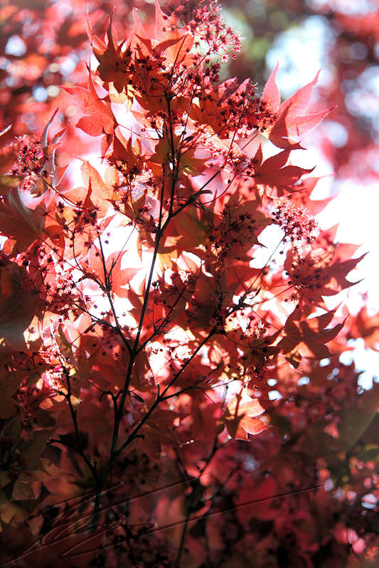 feuilles rouge nature arbre