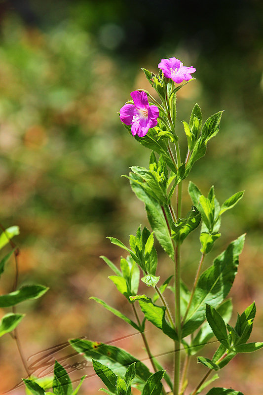 macro nature fleur du bord du lac de genève léman petite fleur mauve violette fuchia