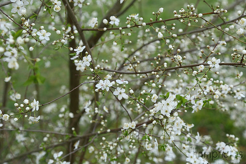 nature printemps fleurs flower spring arbre tree pommier apple pomme
