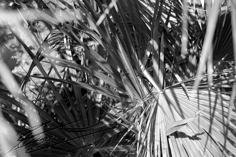 Fouillis palmier noir et blanc nature
