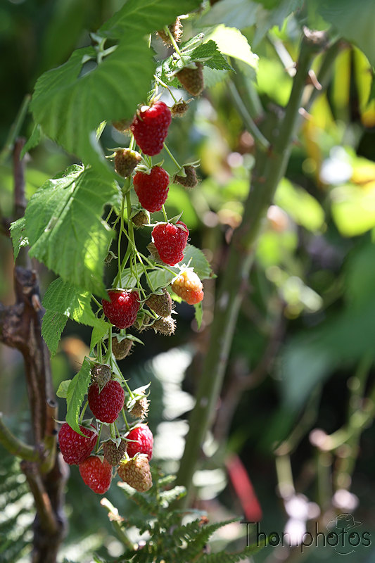 nature framboise raspberry jardin garden bio fruits berries baies framboisier plante rouge noir red black
