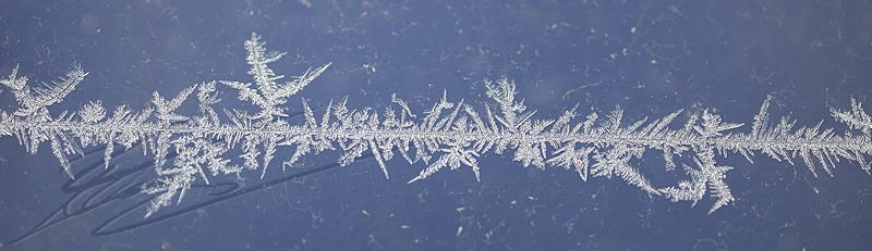 macro nature janvier gel gelée ice glace icy mousse mosse crystal cristaux blanc white graine grain toile d'araignée spider web