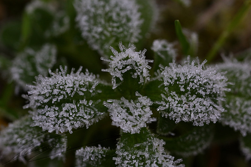 macro nature janvier gel gelée ice glace icy mousse mosse crystal cristaux blanc white plante feuille leaf verte green