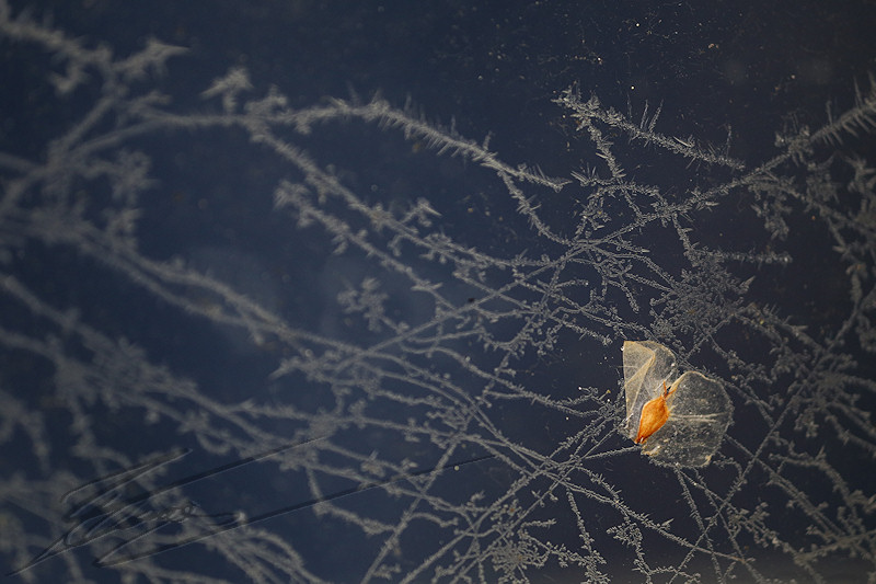 macro nature janvier gel gelée ice glace icy mousse mosse crystal cristaux blanc white toile d'araignée spider web