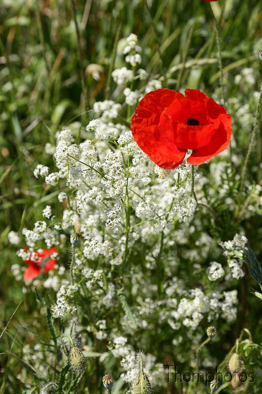 nature graines graminées herbes weed grass champs fleurs plantes végétaux coquelicot rouge red blanc white
