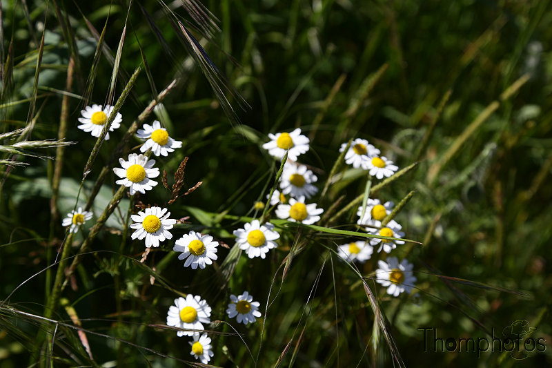 nature graines graminées herbes weed grass champs fleurs plantes végétaux blanc white pâquerette