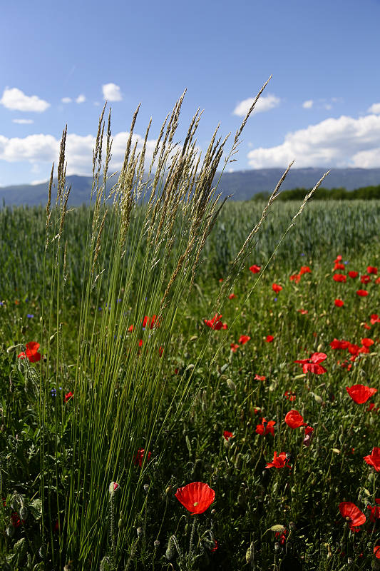 nature graines graminées herbes weed grass champs fleurs plantes végétaux coquelicot rouge red