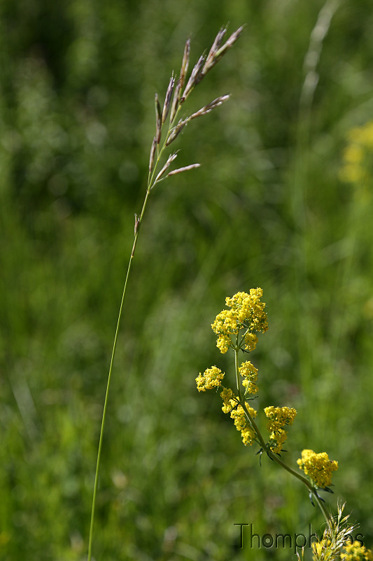 nature graines graminées herbes weed grass champs fleurs plantes végétaux jaune yellow