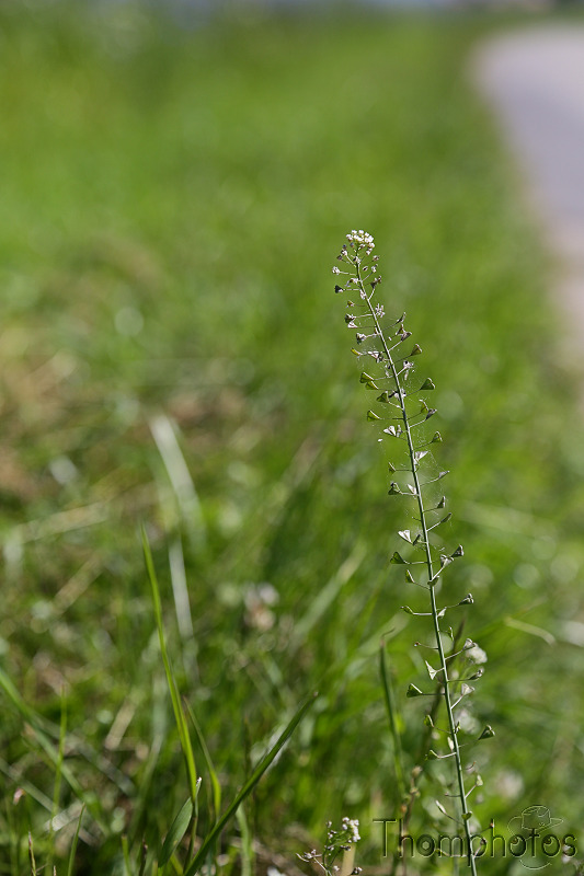 nature graines graminées herbes weed grass champs fleurs plantes végétaux bourse à pasteur