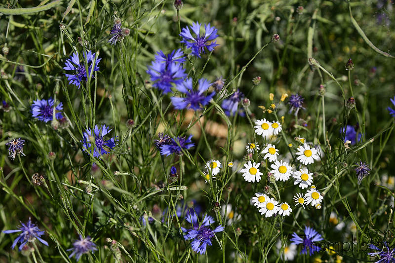 nature graines graminées herbes weed grass champs fleurs plantes végétaux bleuet bleu blue blanc white