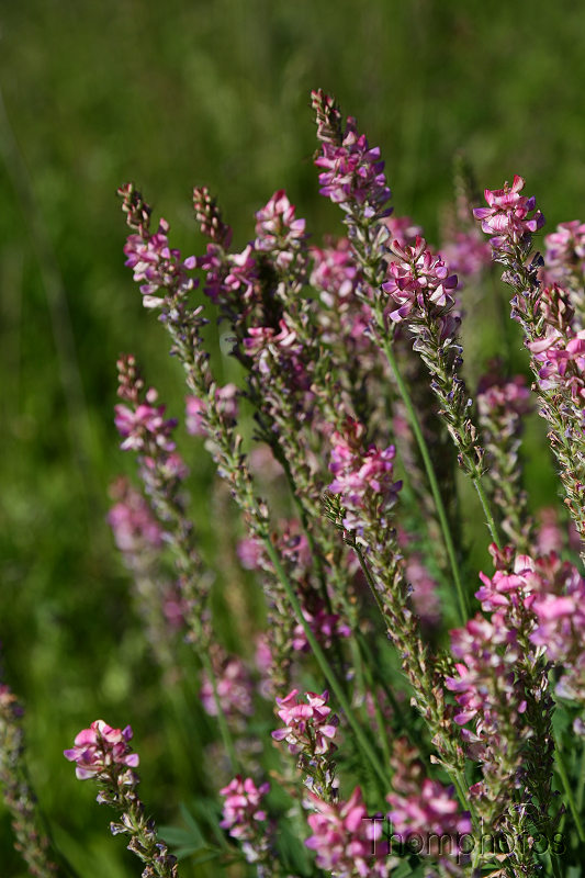 nature graines graminées herbes weed grass champs fleurs plantes végétaux rose pink