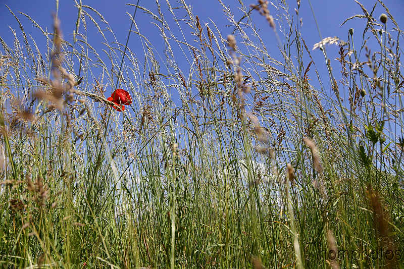 nature graines graminées herbes weed grass champs fleurs plantes végétaux