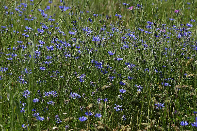nature graines graminées herbes weed grass champs fleurs plantes végétaux bleuet bleu blue