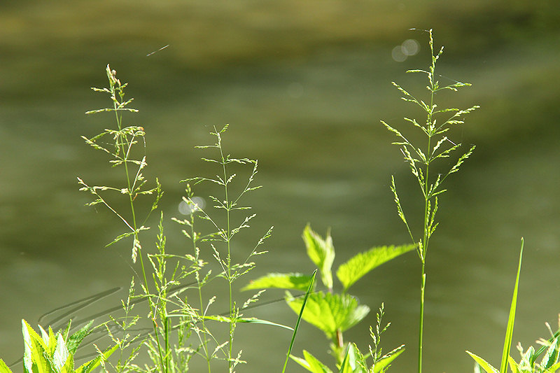 macro nature printemps été summer champs herbes pré graminées au bord de la rivière