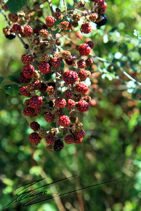 macro nature sous bois graine fruit rouge noir grape grappe mûre mur ronce roncier épines