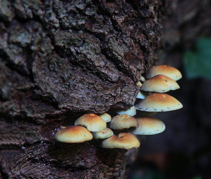 macro nature champignon champi sous bois tronc écorce groupe maison pile assiette soucoupe blanc bout beige brun orange