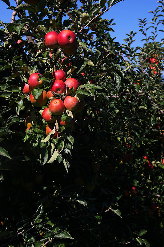 macro nature grappe de pomme rouge sur l'arbre pommier récolte automne brun verte jaune