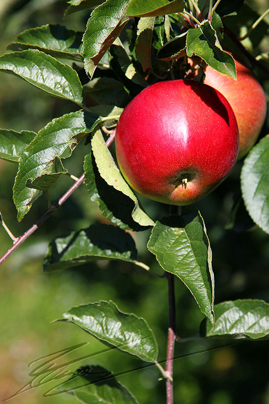 macro nature grappe de pomme rouge sur l'arbre pommier récolte automne brun verte jaune