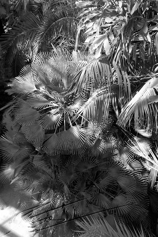 nature herisson palmier feuille piques noir et blanc