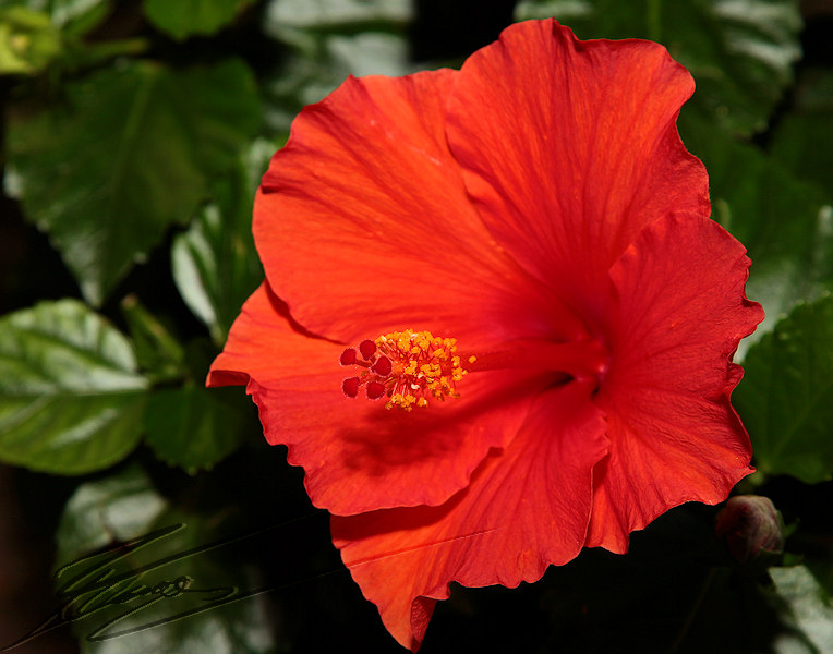 macro nature sous bois fleur rouge orange feu île hibiscus hawaï tahiti vahiné