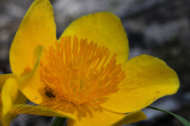 nature incandescent fleur jaune insecte