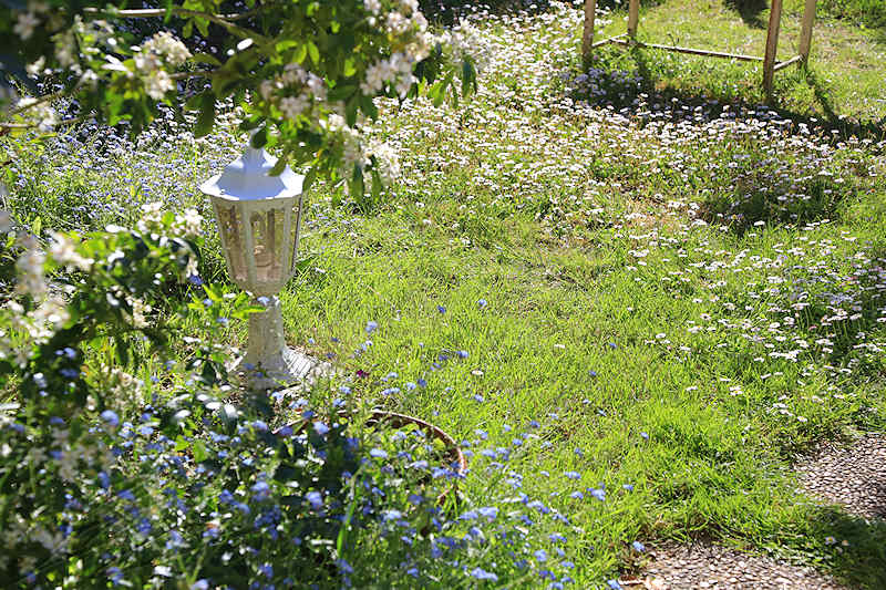 macro nature printemps été spring summer fleur flower lampe jardin garden herbe grass green vert