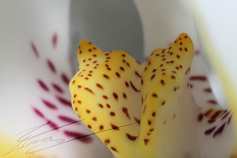 nature orchidée blanc coeur jaune taches pois rouge magenta macro